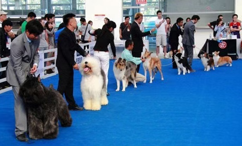 月入1万+的宠物社交小众偏门项目(1)