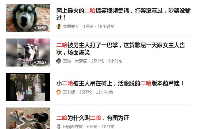 月入1万+的宠物社交小众偏门项目(3)