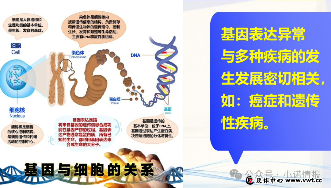 双迪小牛推广产品“茵诺.复春壹号复合多维特殊膳食片”涉嫌夸大宣传，一款食品能治疗多种疾病？(7)